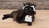 Aristocratic Feather Hats for Cats