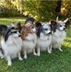 Aristocratic Feather Hats for Dogs