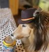 Aristocratic Feather Hats for Dogs