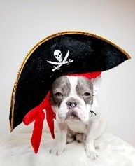 Aristocratic Feather Hats for Dogs