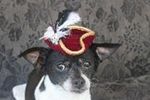 Aristocratic Feather Hats for Dogs