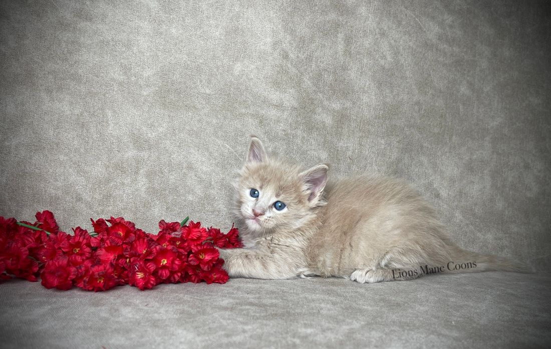 Four weeks old

