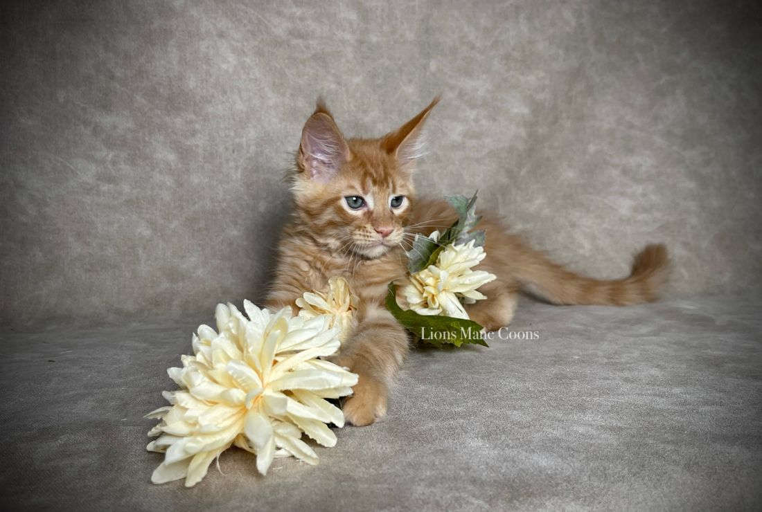 Ten weeks old
