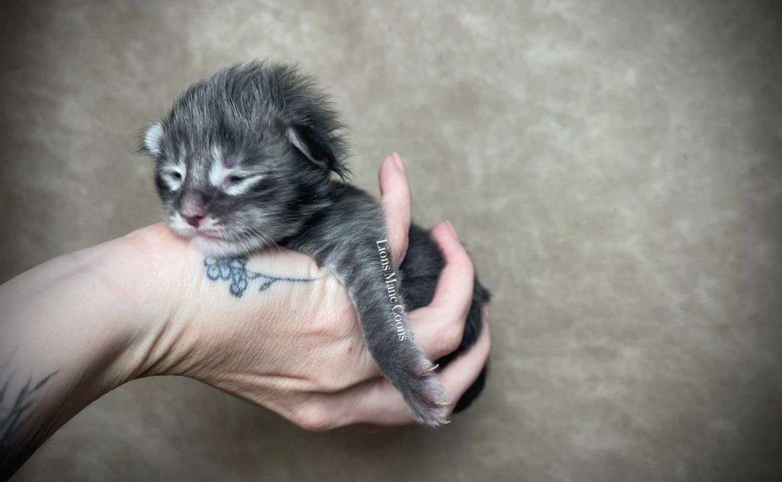 One week old

