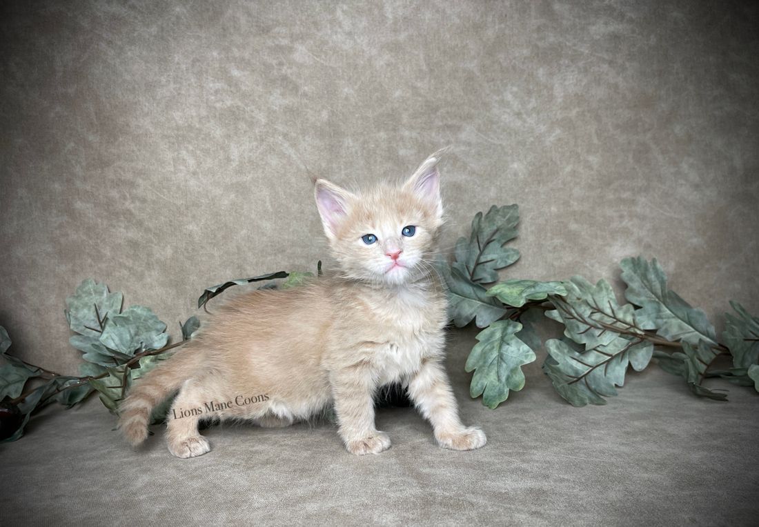 Four weeks old
