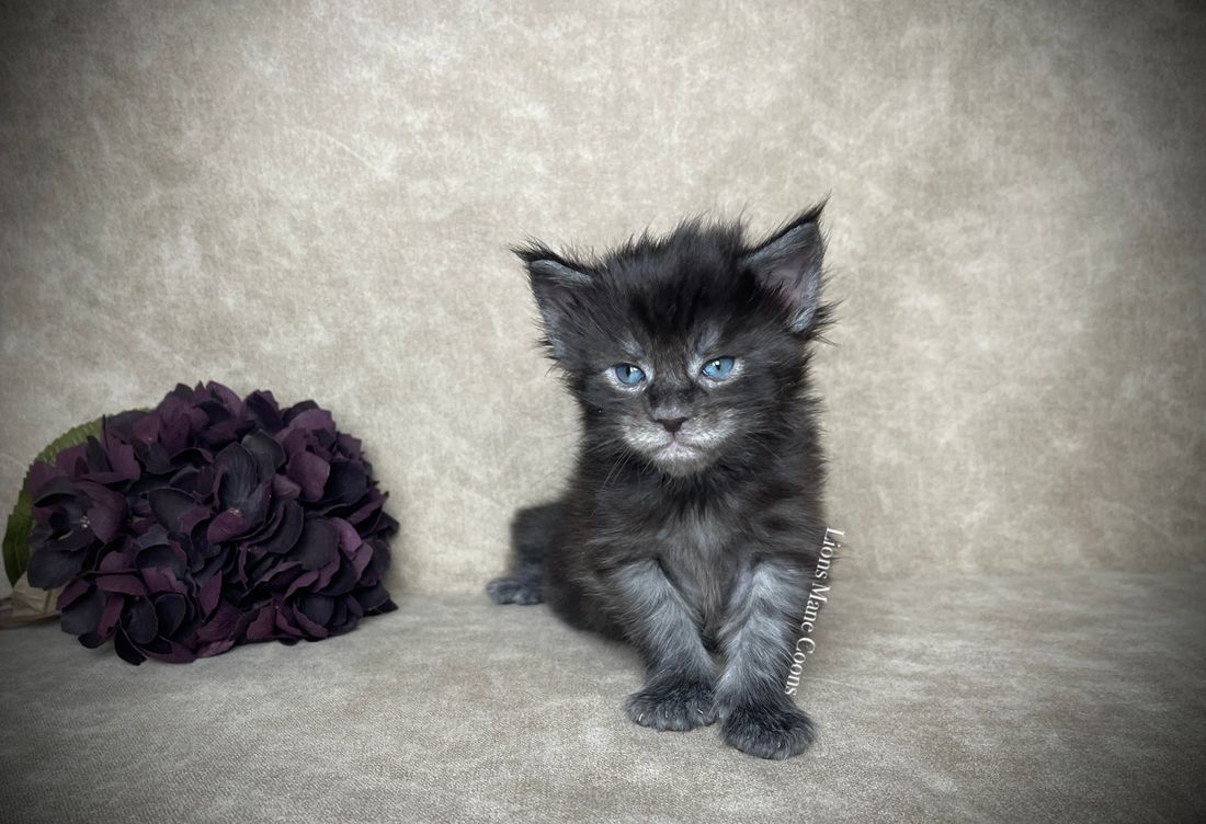 Three weeks old
