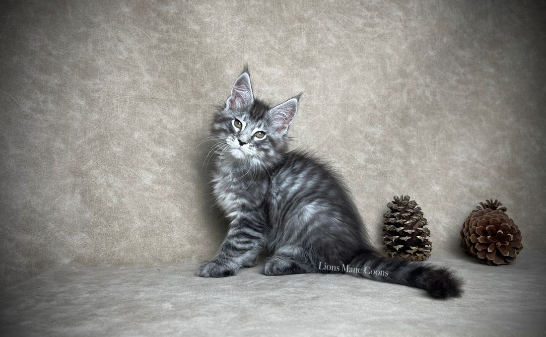 Nine weeks old
