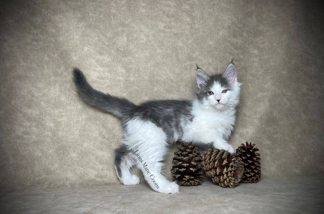 Nine weeks old
