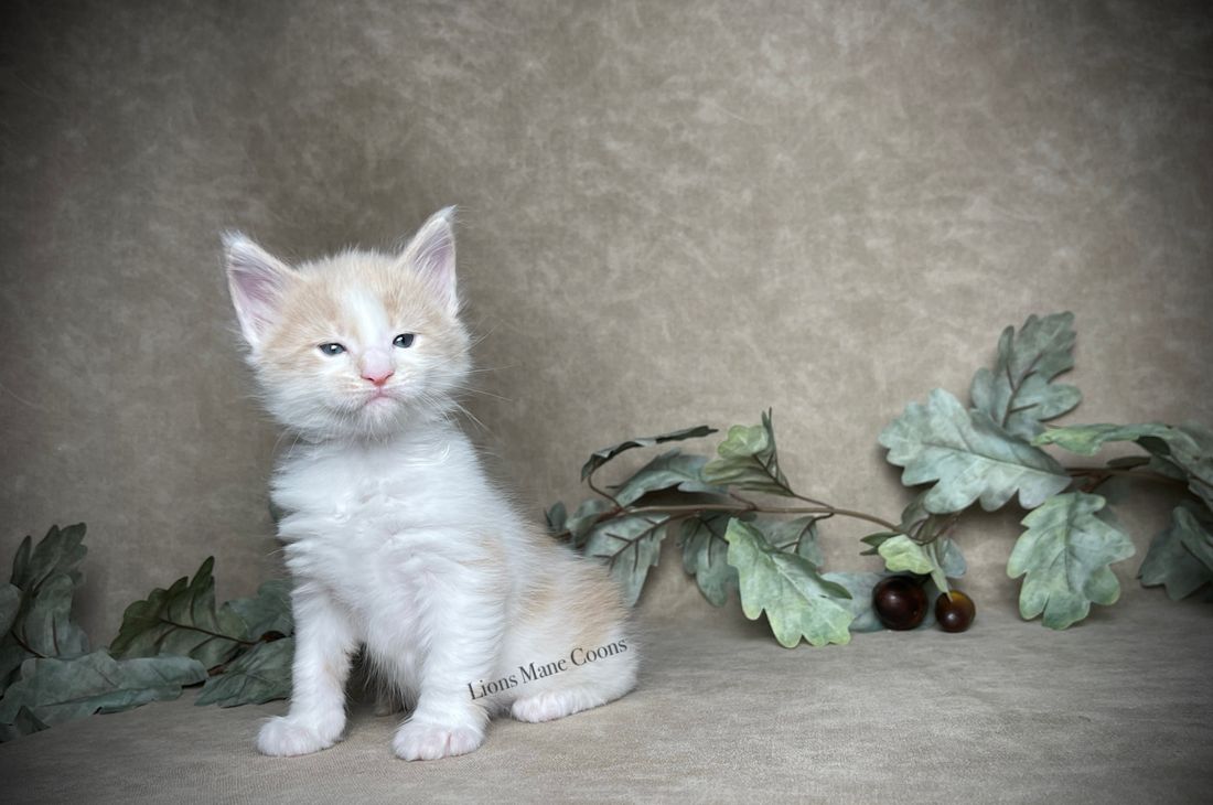 Four weeks old
