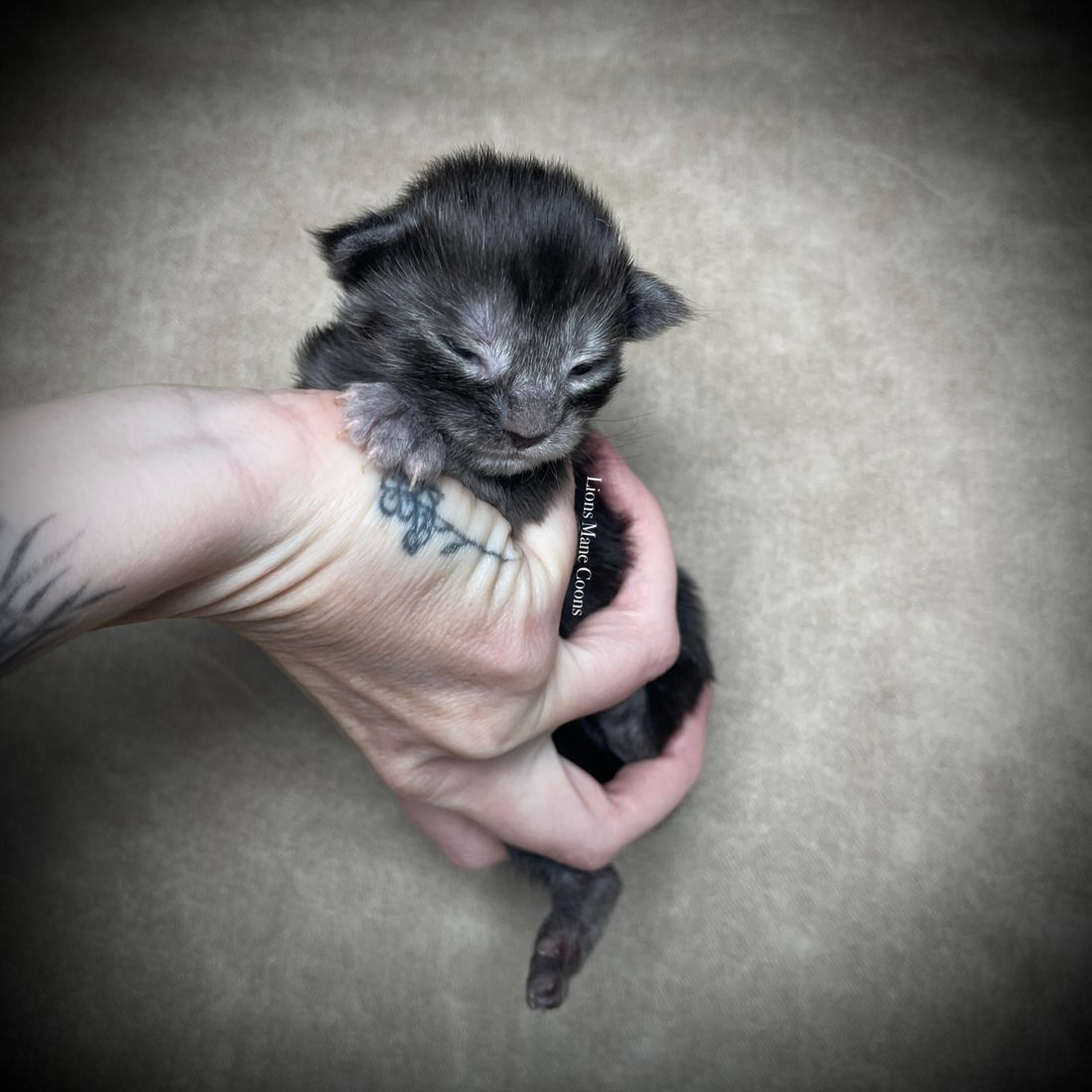 One week old
