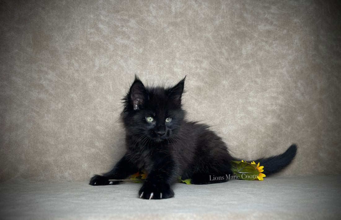 Nine weeks old

