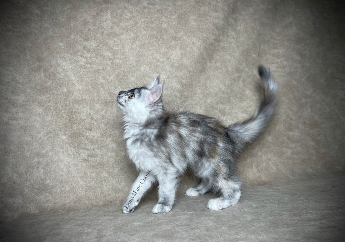 Ten weeks old
