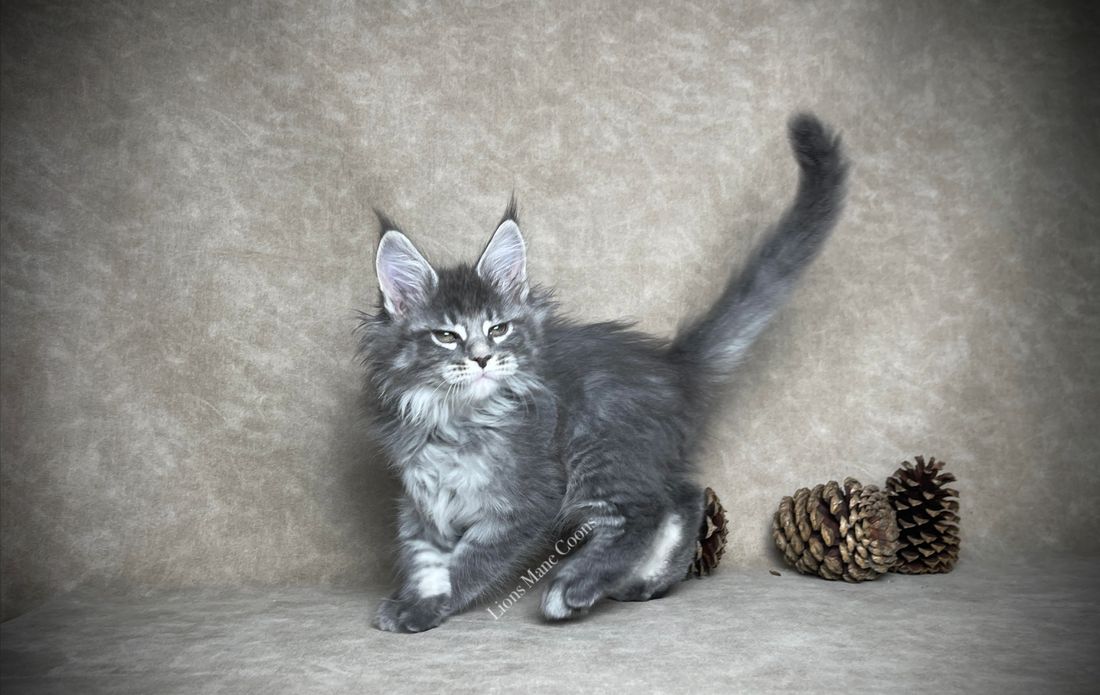 Nine weeks old

