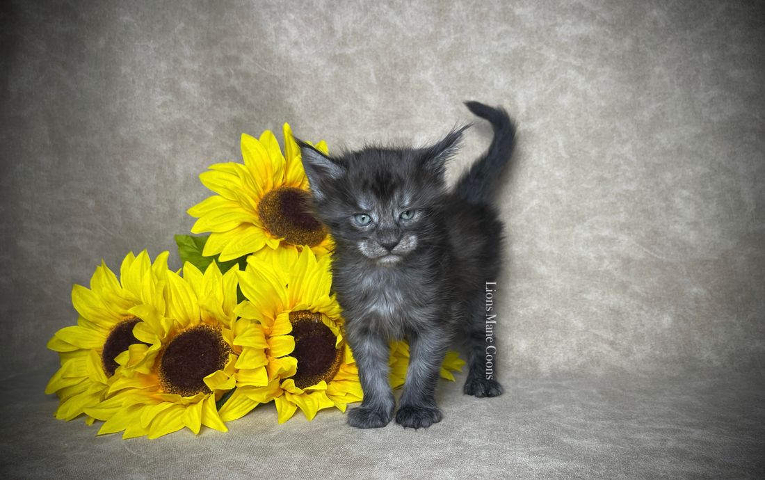 Four weeks old
