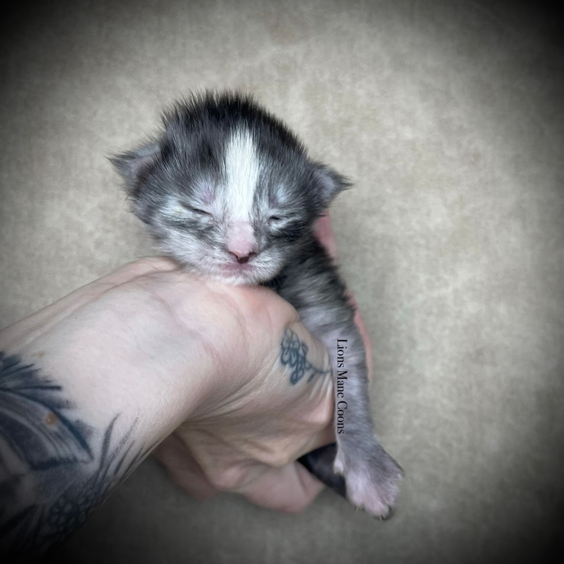One week old
