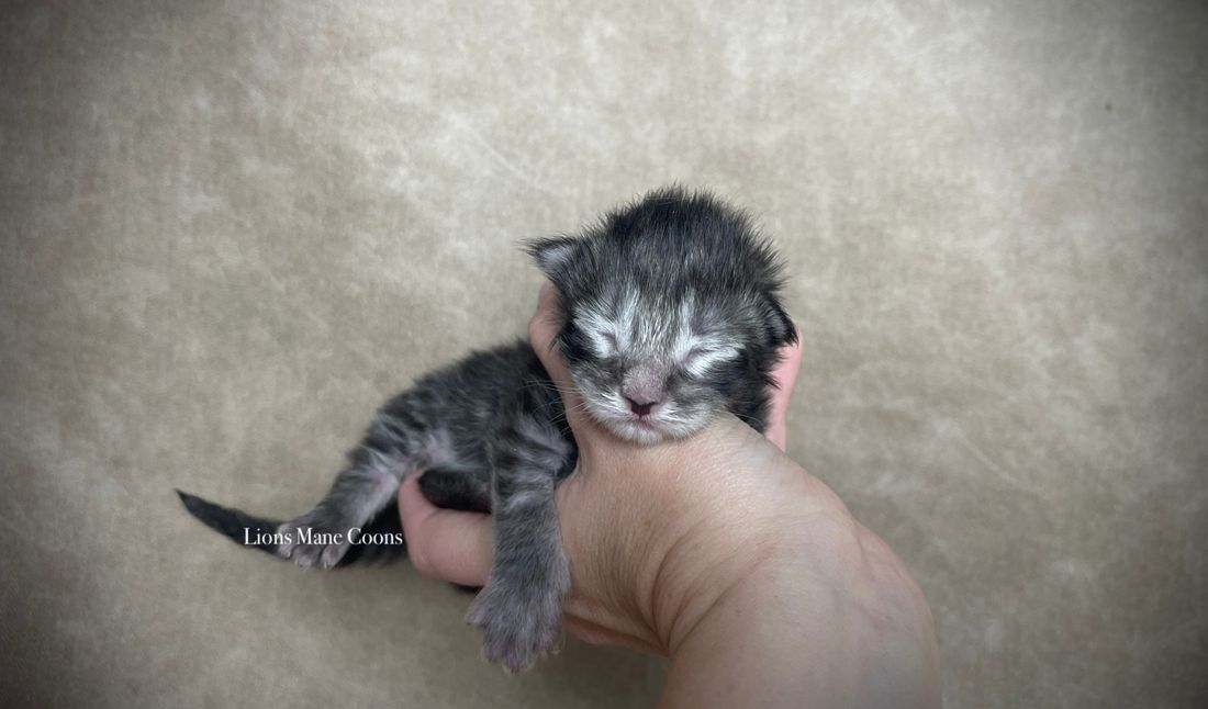 One week old
