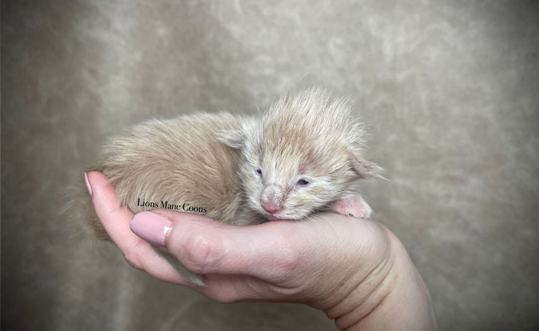 One week old
