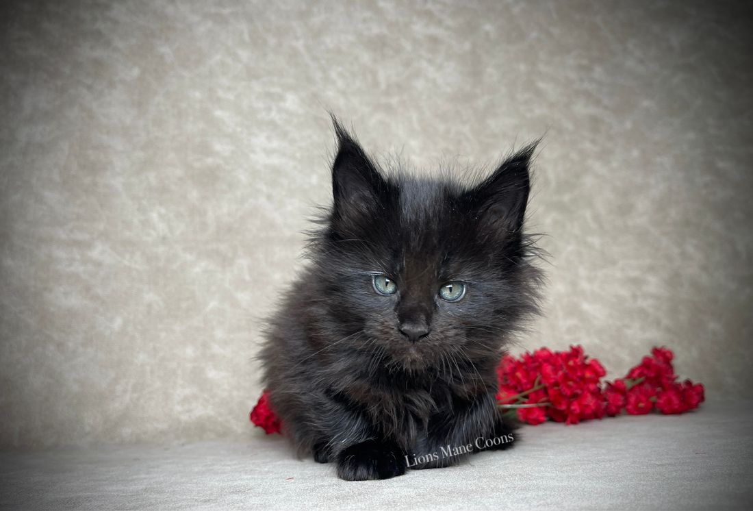 Six Weeks Old
