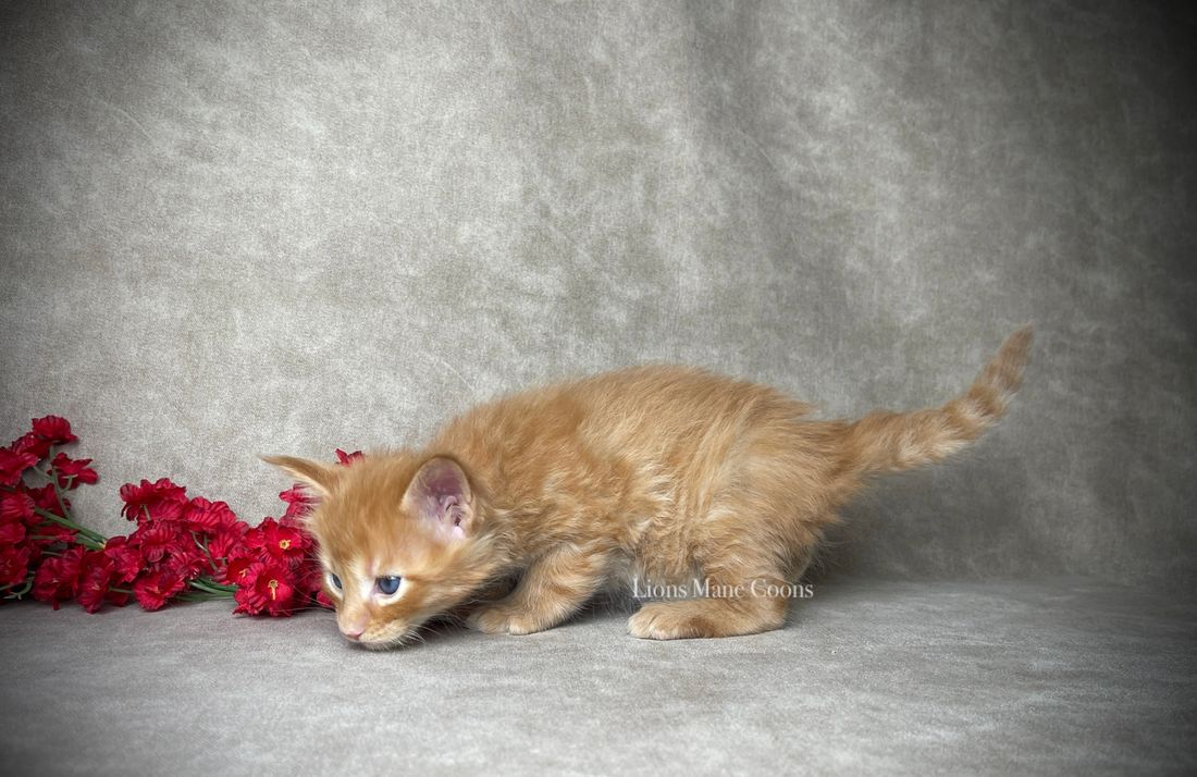 Four weeks old
