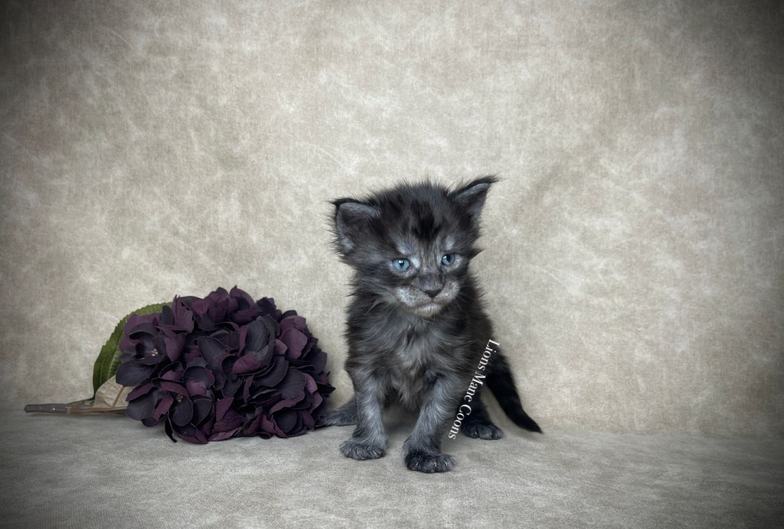 Three weeks old
