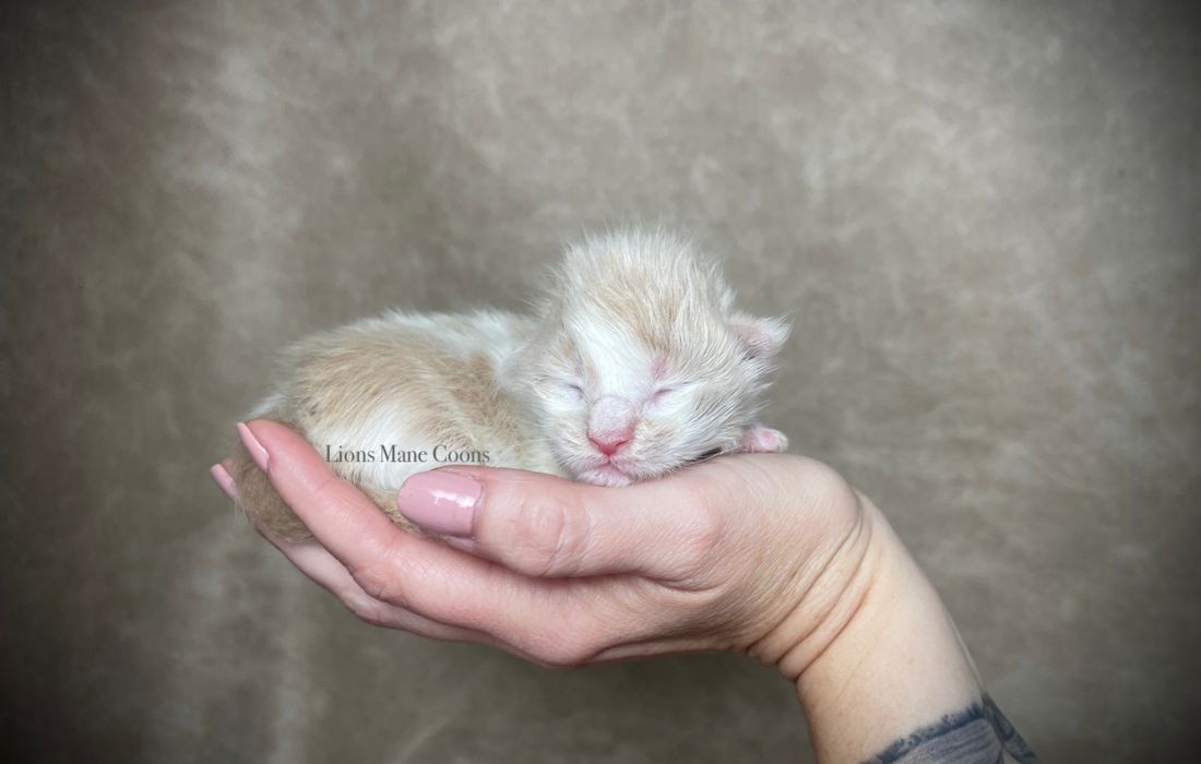 One week old
