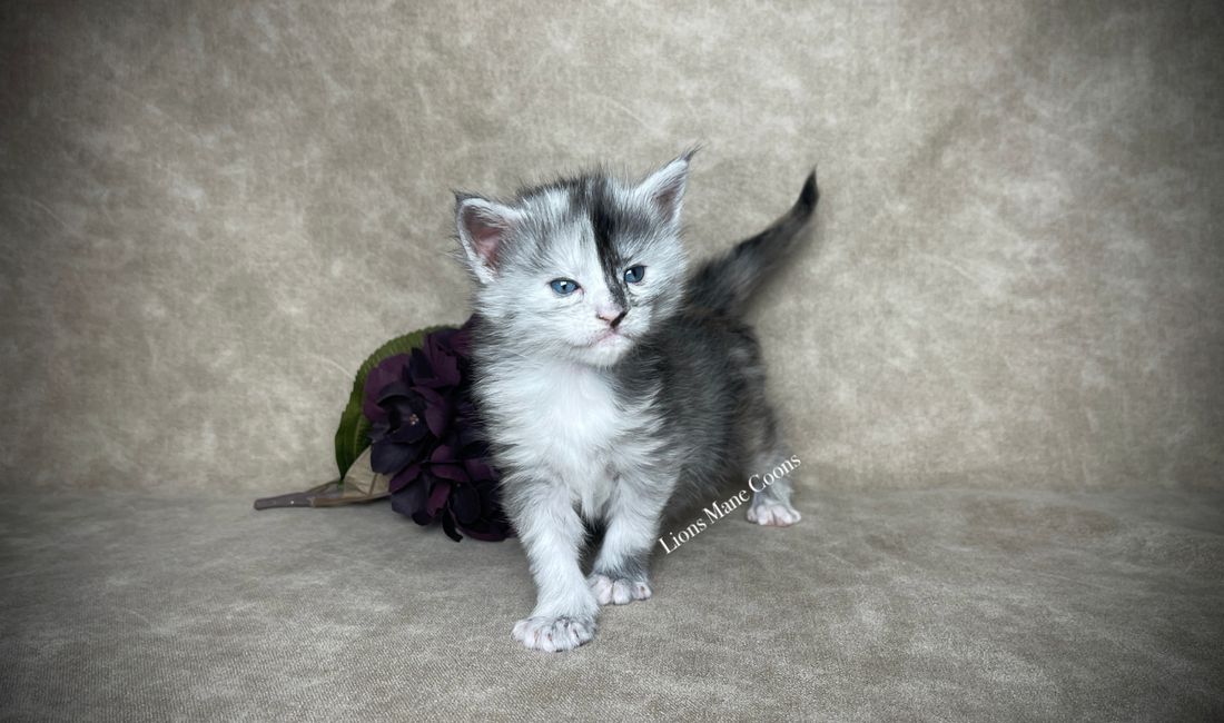 Three weeks old
