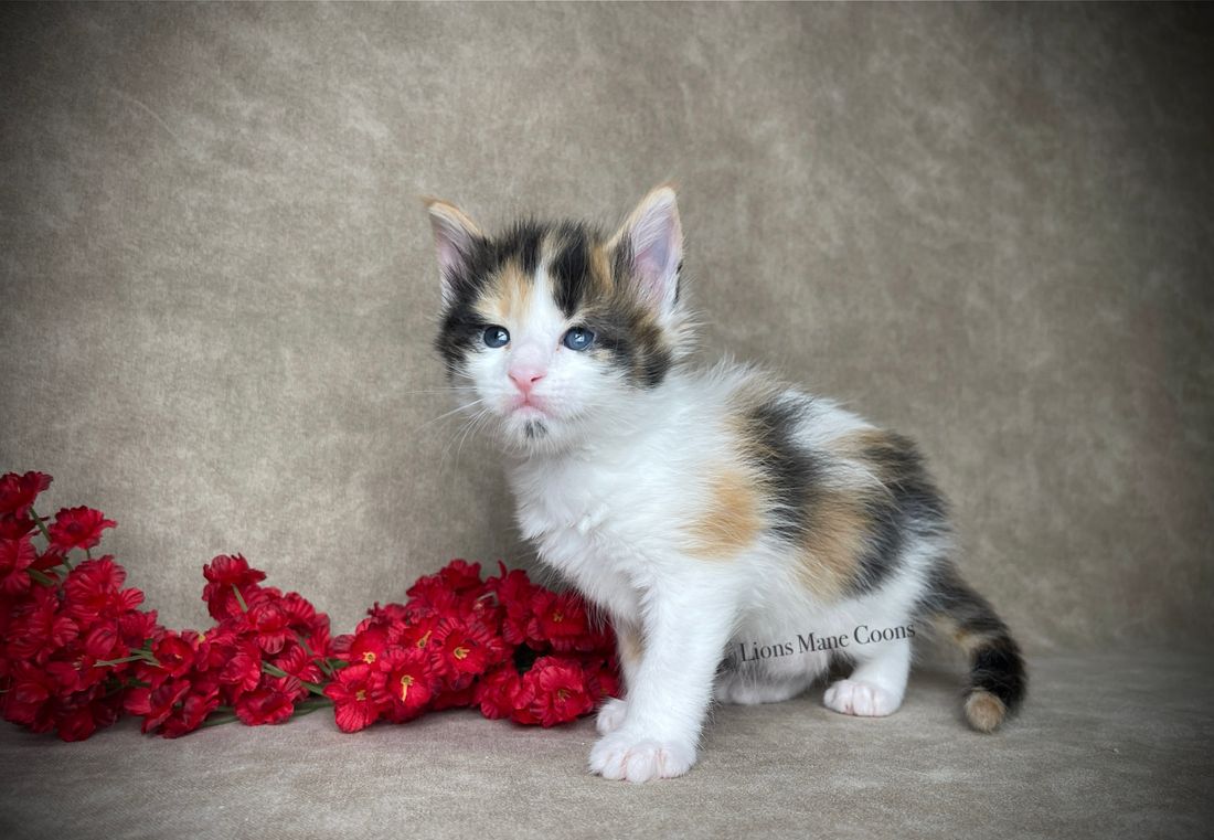 Four weeks old
