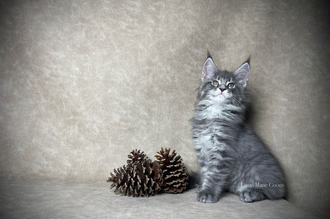 Ten weeks old
