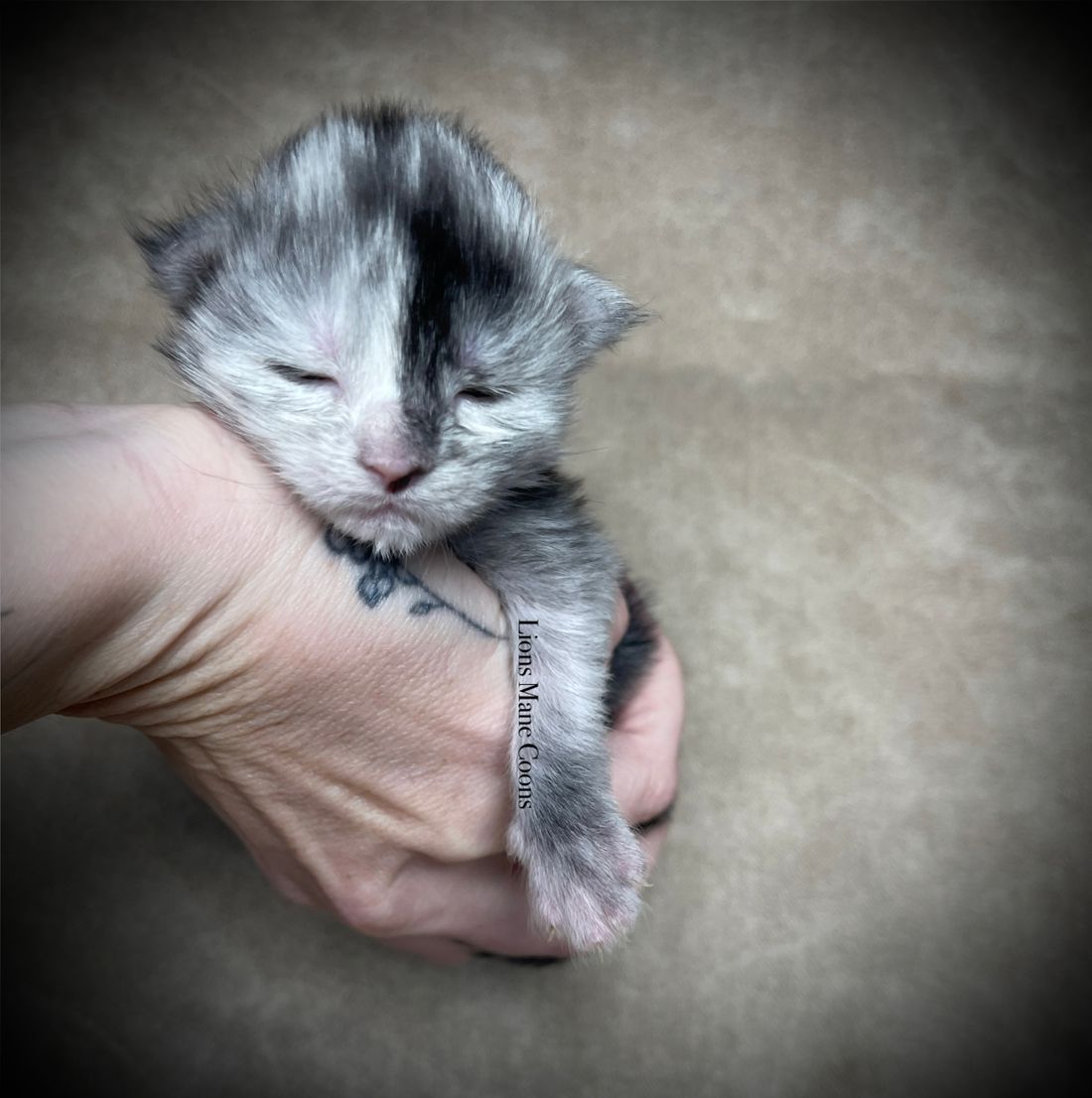 One Week Old
