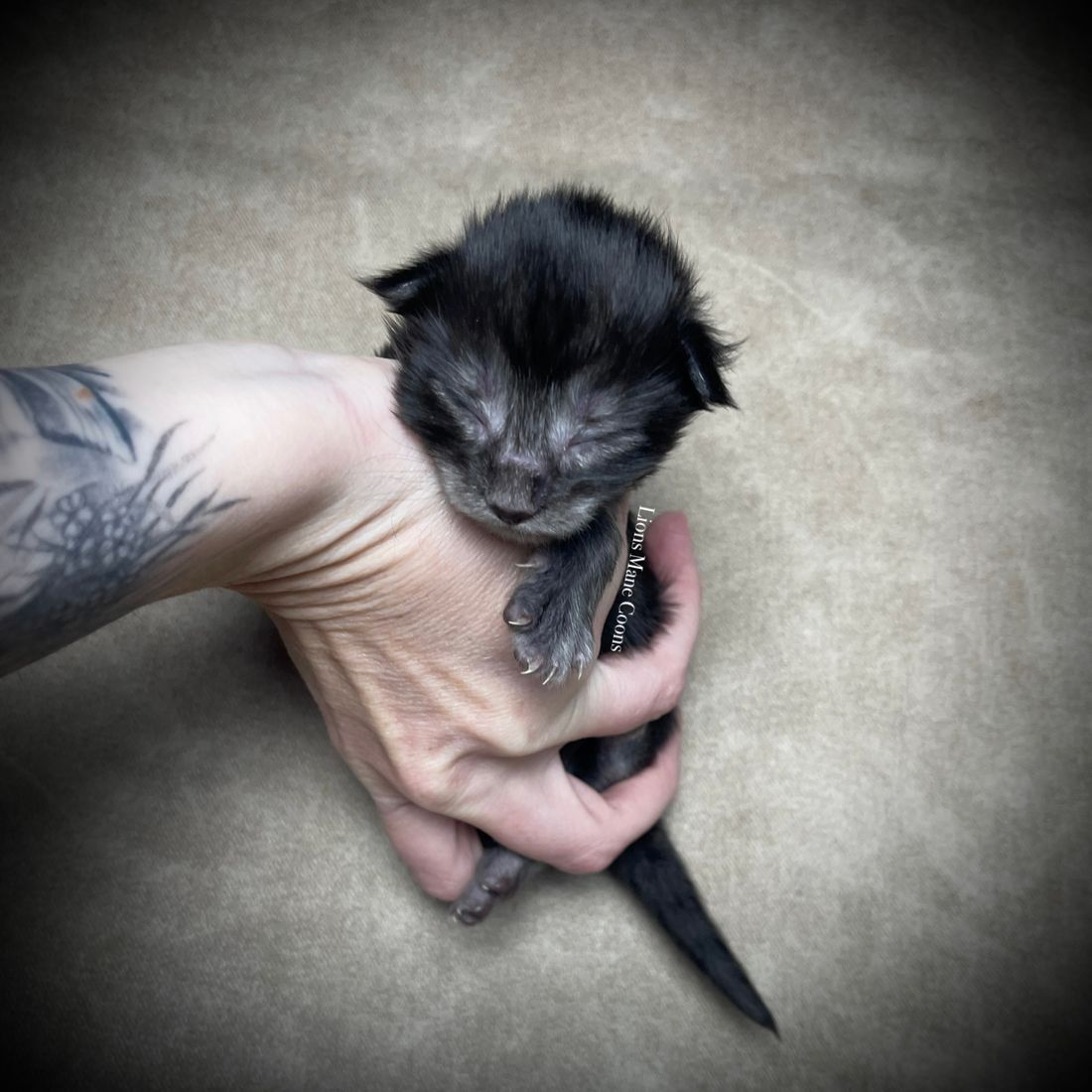 One week old
