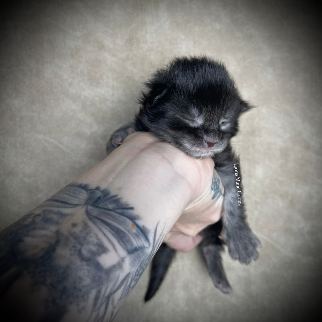 One week old
