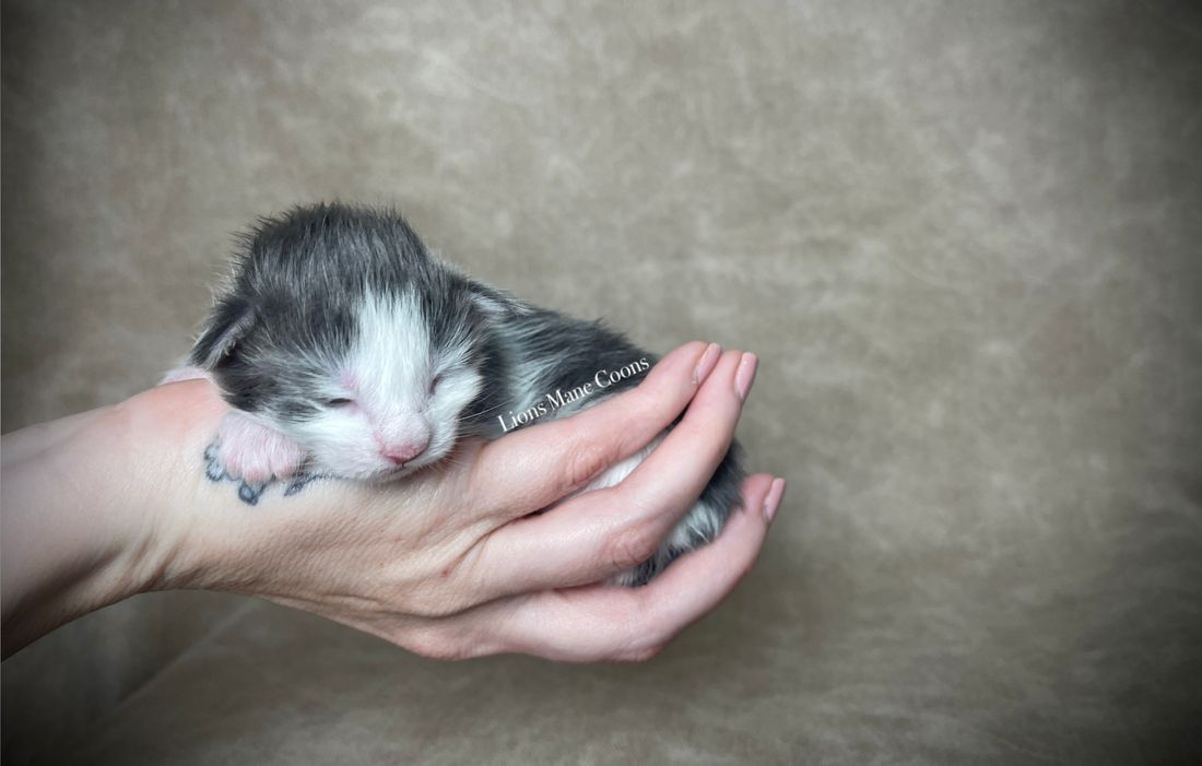 One week old
