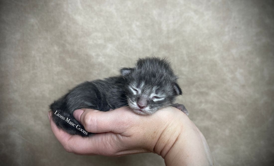 One week old
