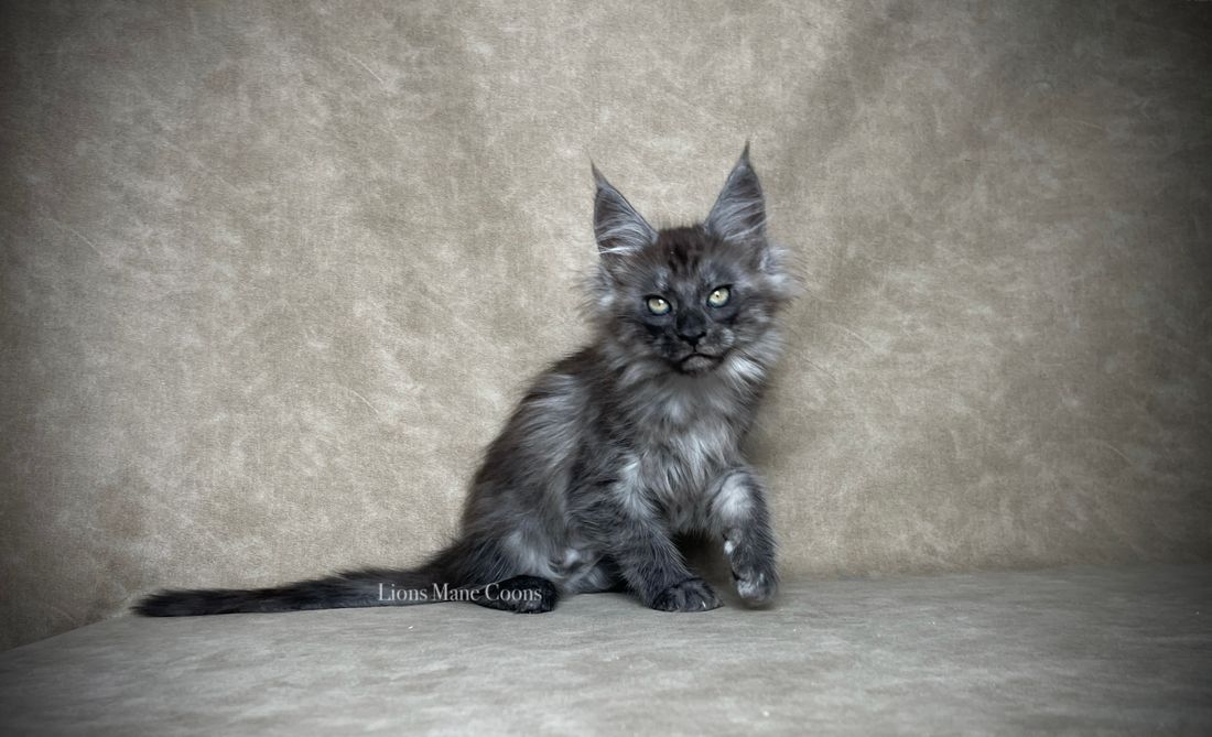 Ten weeks old
