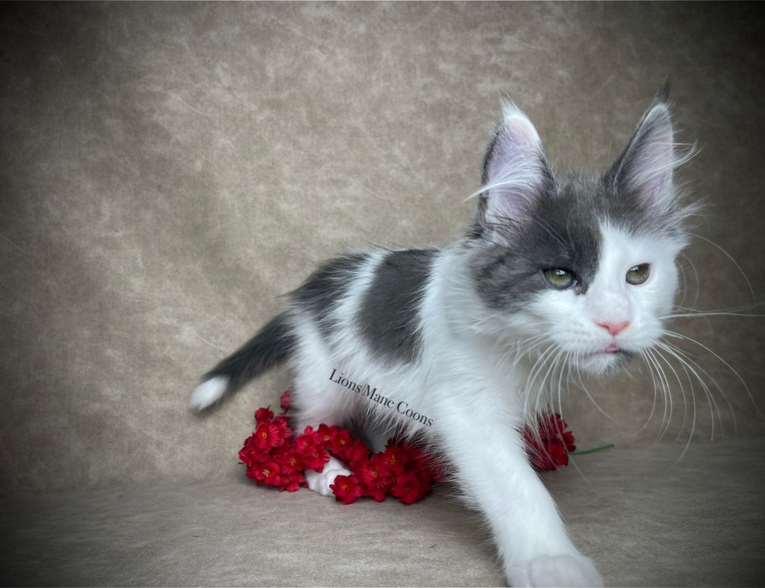 Eleven weeks old
