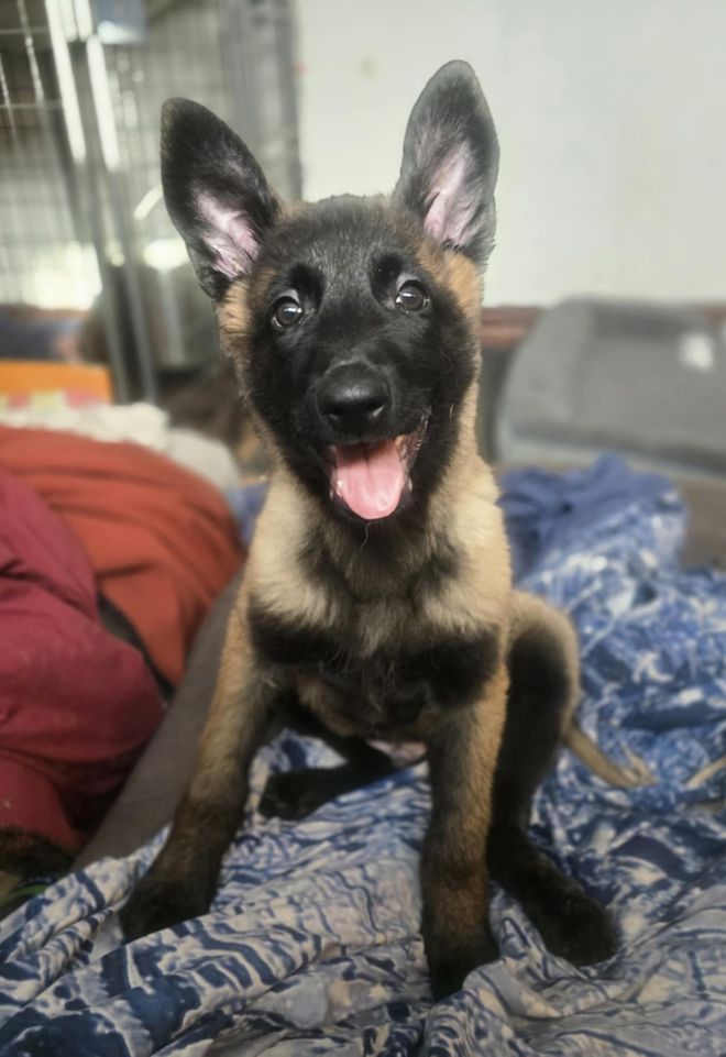 Zelda