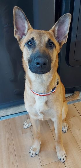 Zelda