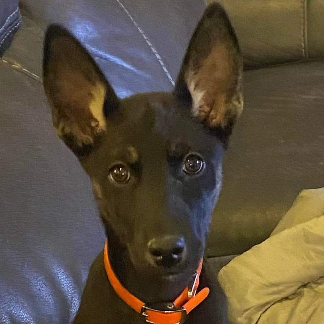 Zelda