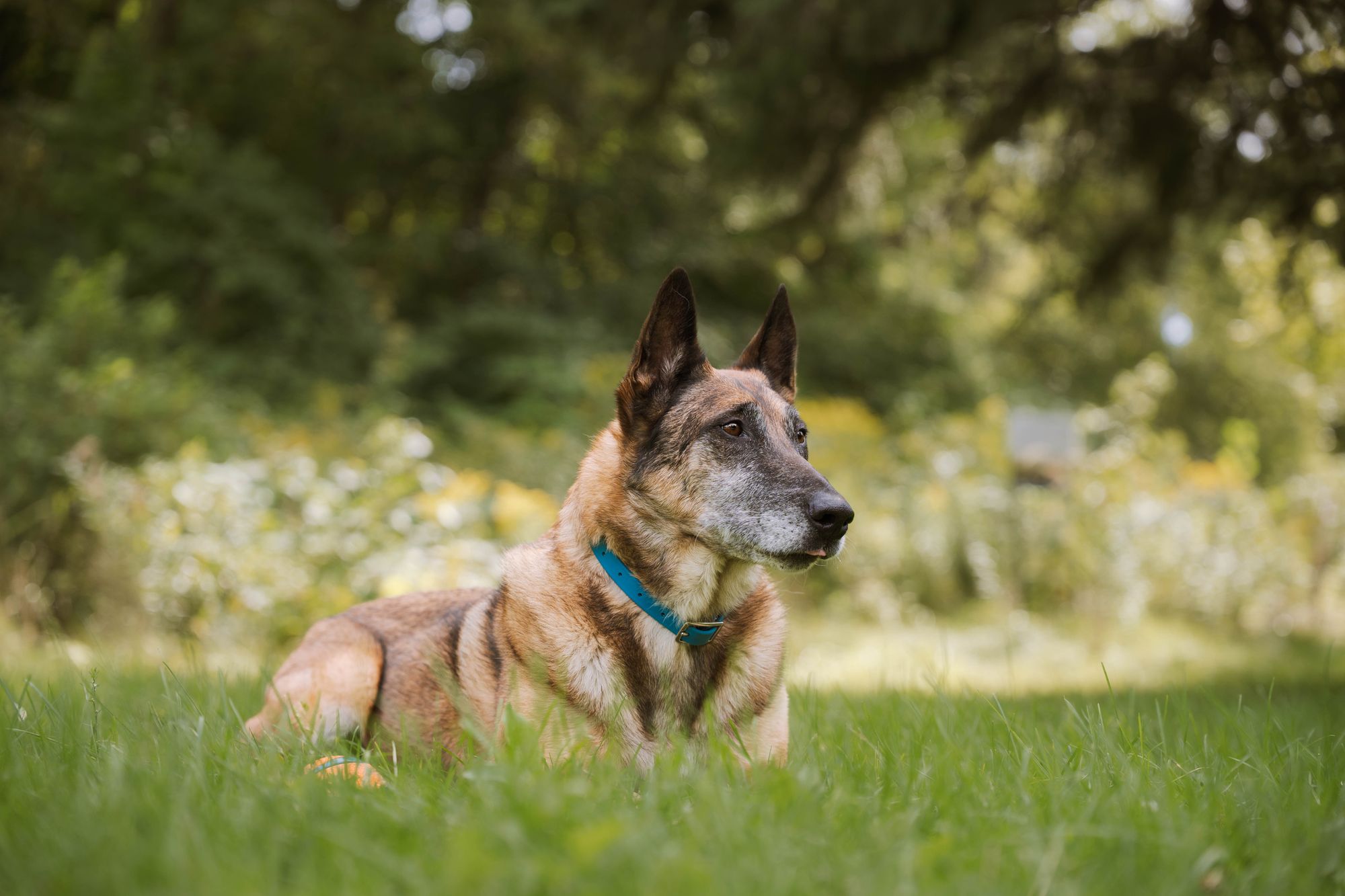 Max on a walk
