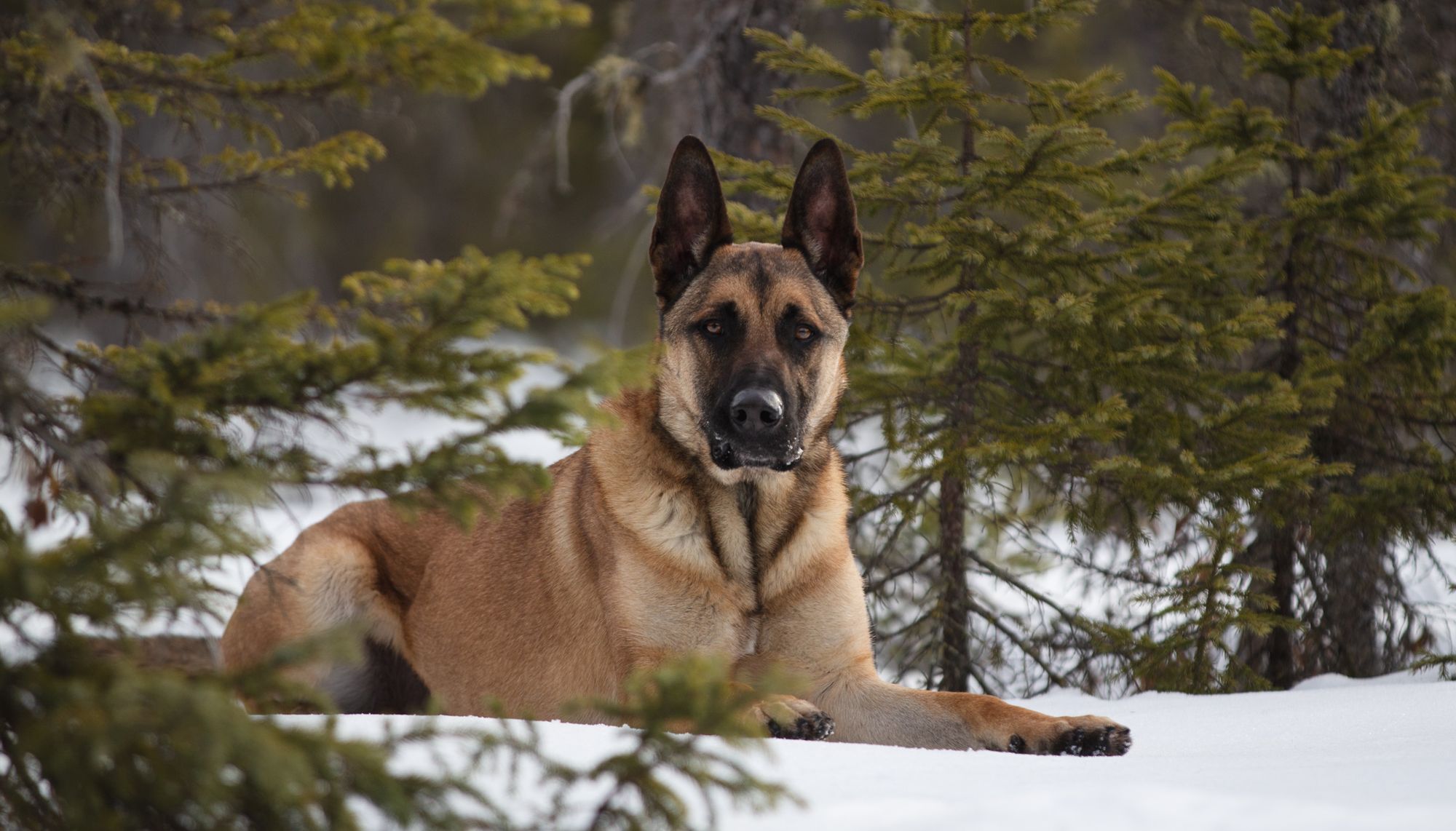 Belgian Shepherd available for adoption | Berger Belge disponible pour adoption
