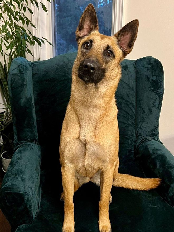 Zelda