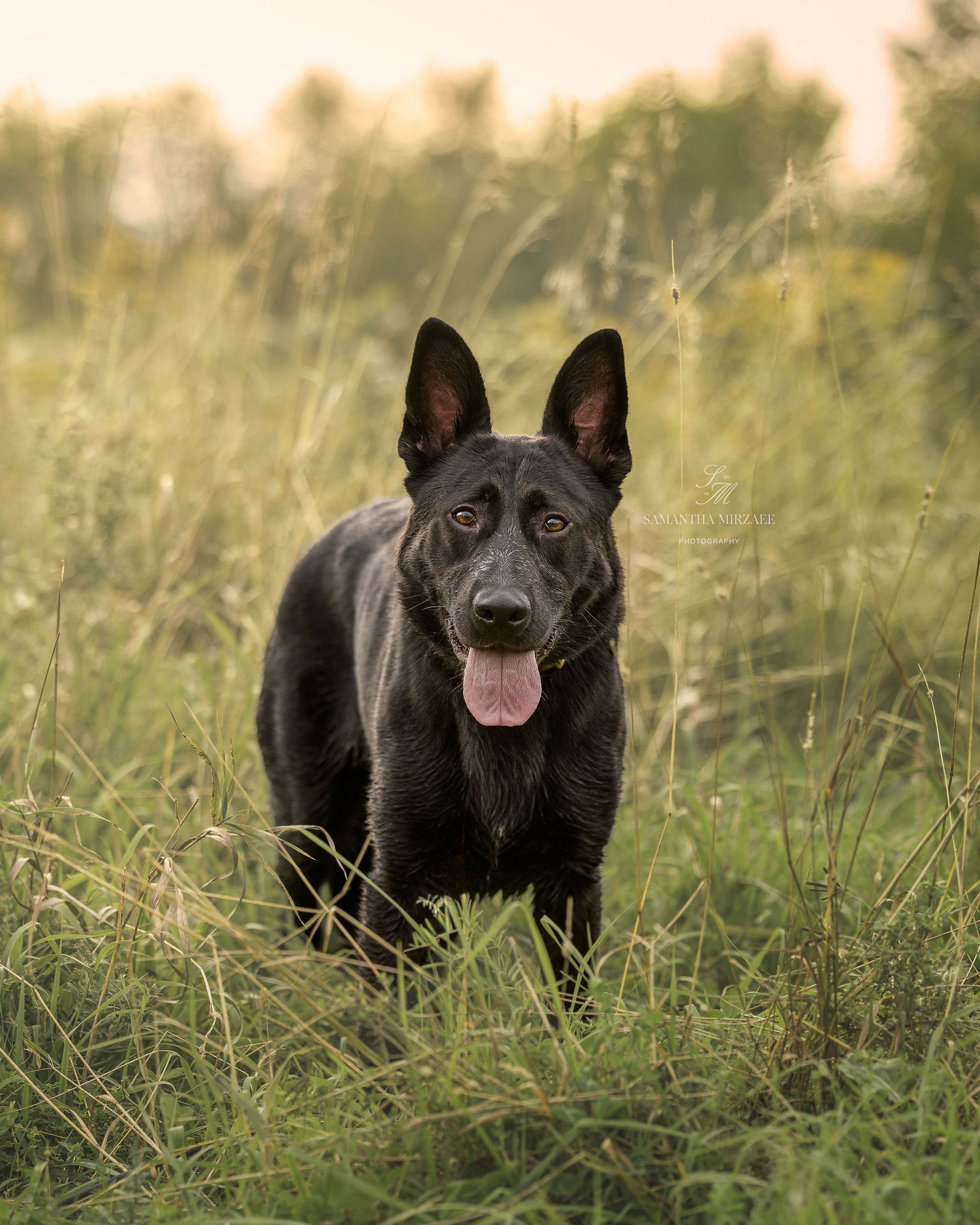 Neo - German Shepherd