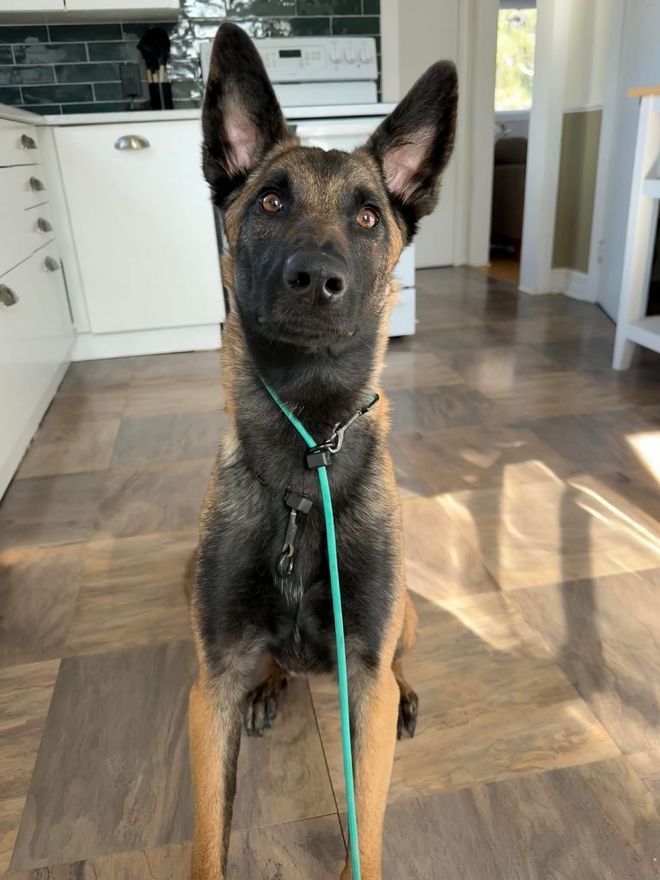 Zelda