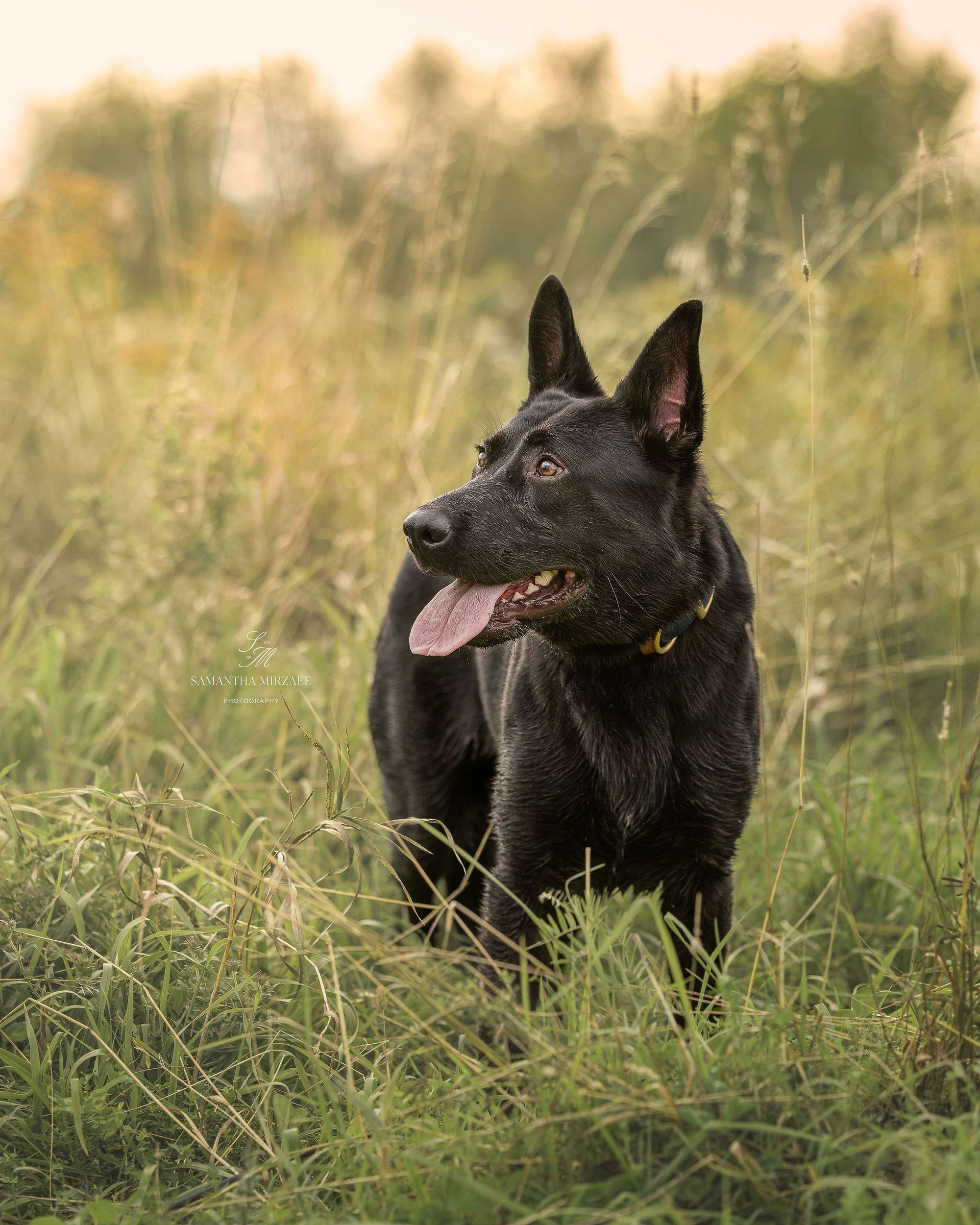 Neo - German Shepherd