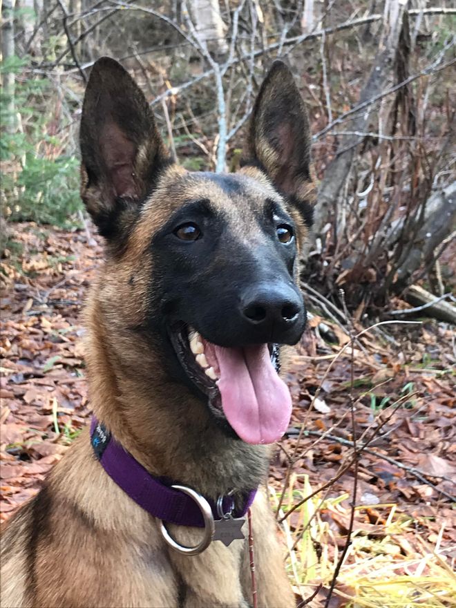 Zelda