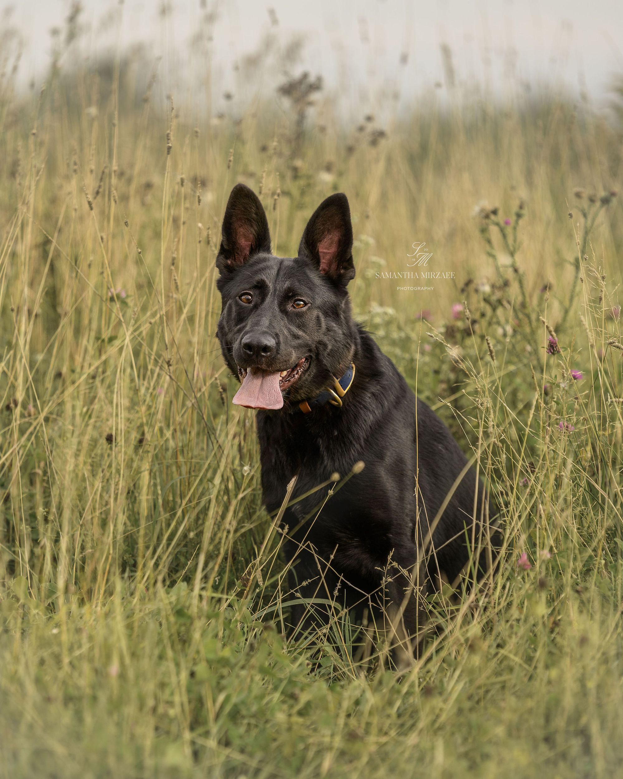 Neo - German Shepherd