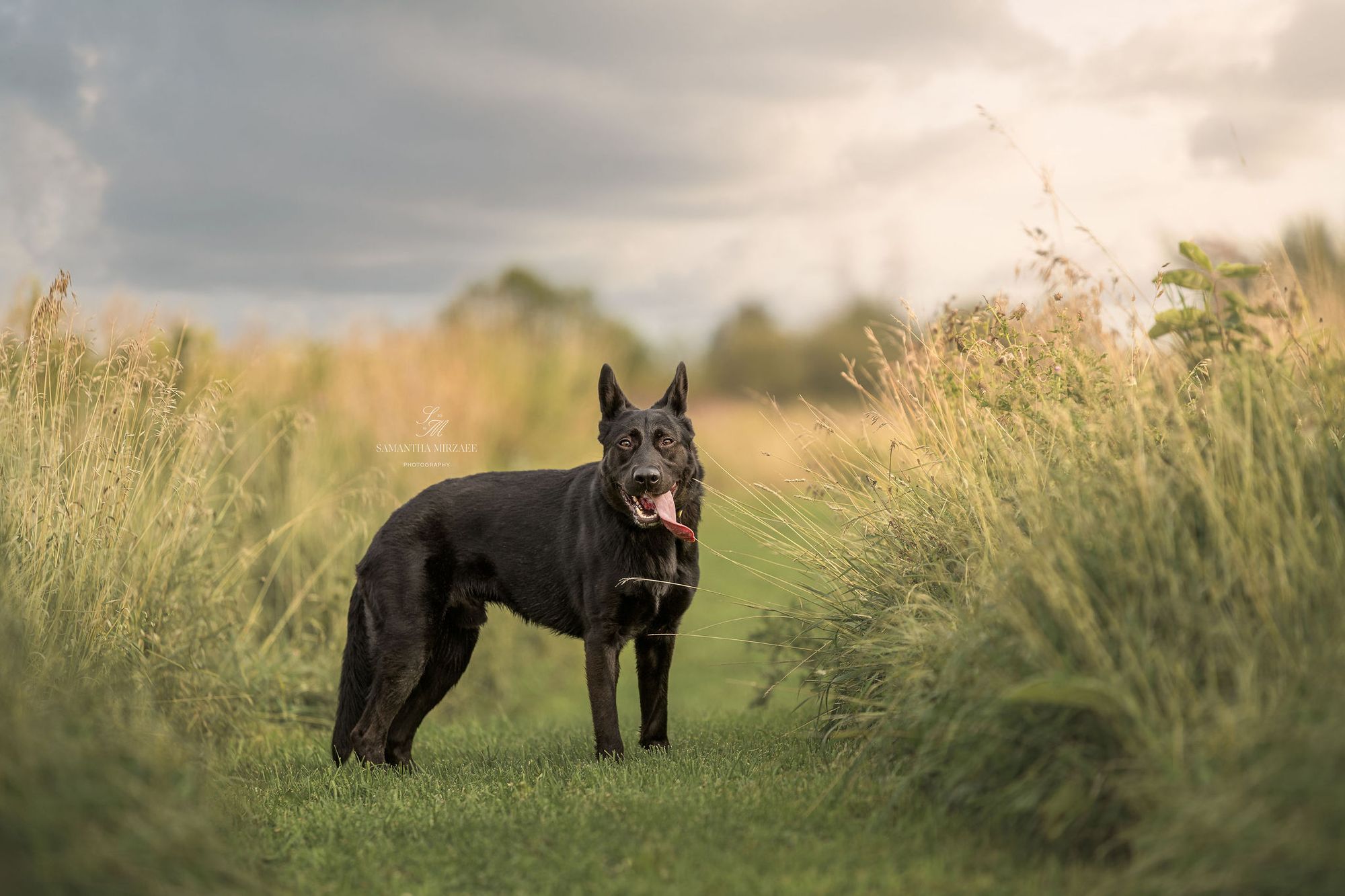 Neo - German Shepherd