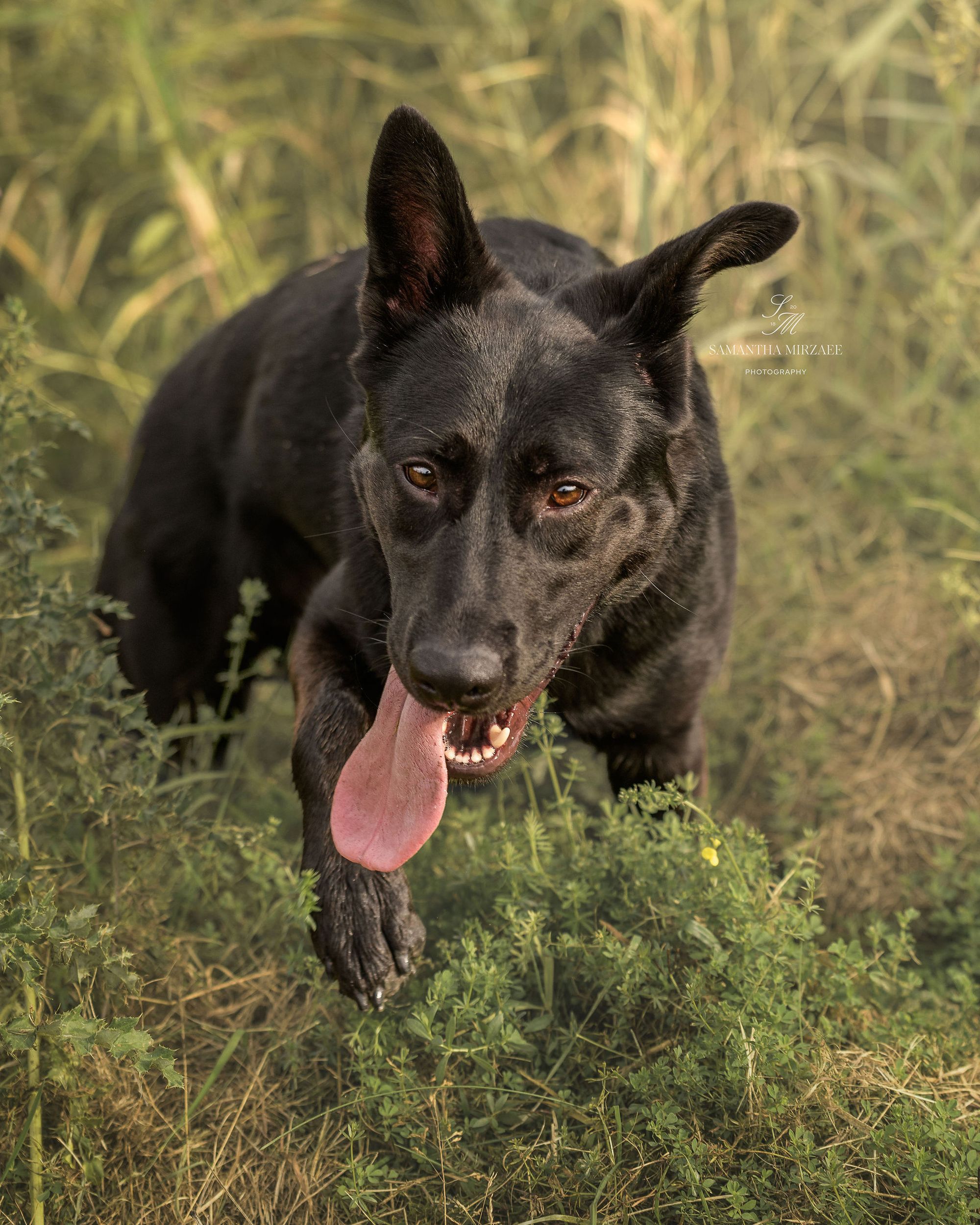 Neo - German Shepherd