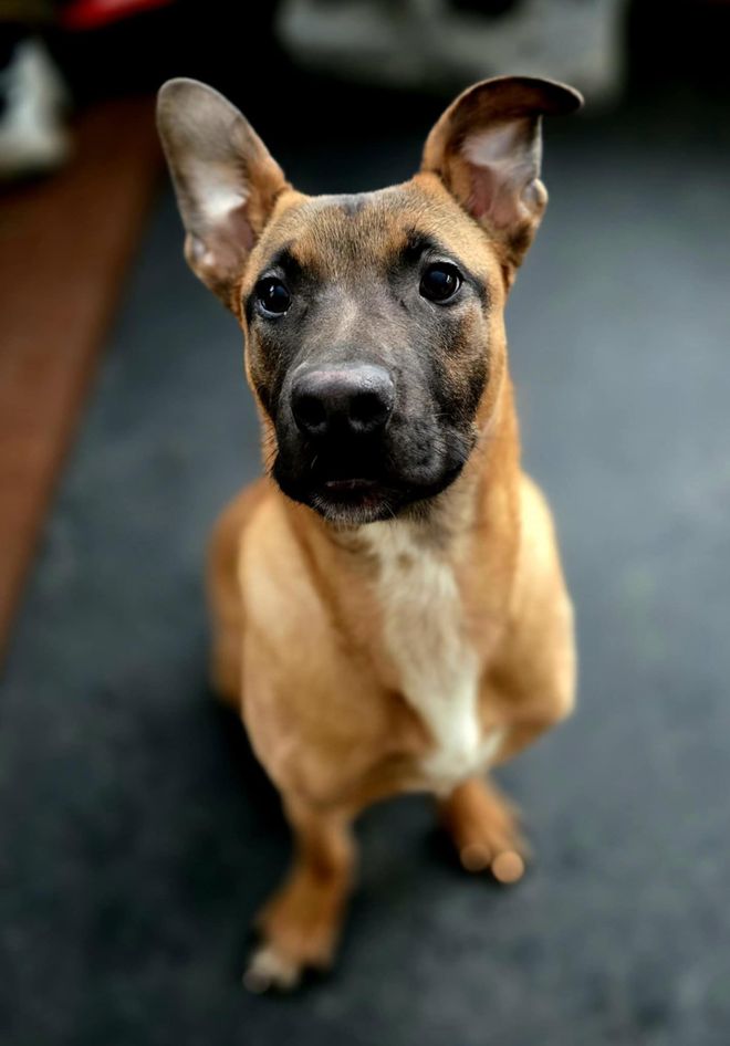 Zelda