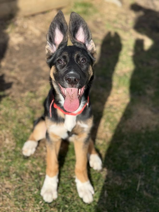 Zelda